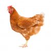 full body of brown chicken ,hen standing isolated white background use for farm animals and livestock theme