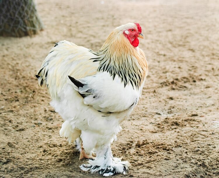 Live Brahma Chicken - Atison Consult