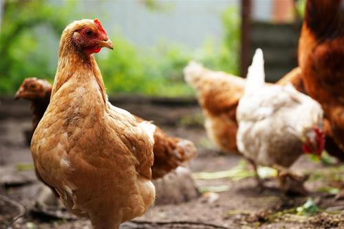 chickens