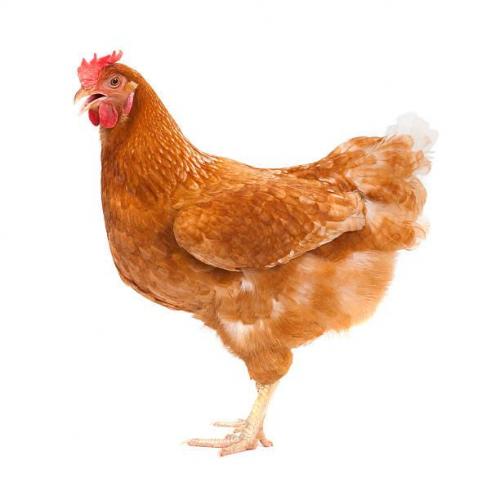 live foreign chicken