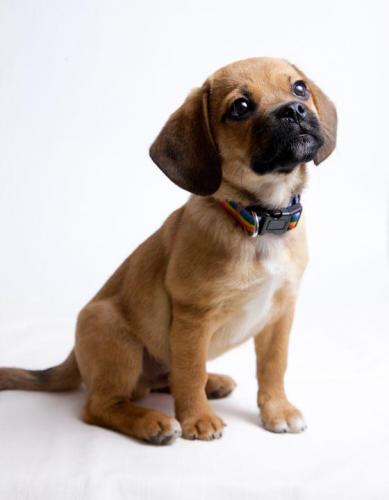 puppy