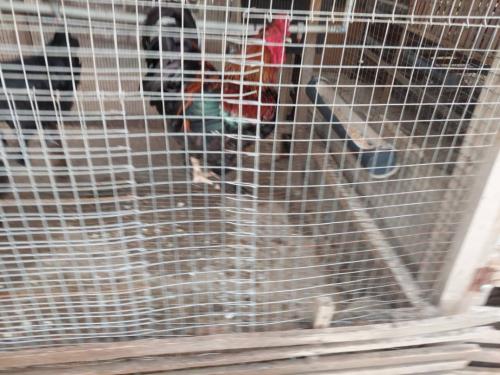 Building Of Animal Coops & Chicken Farming