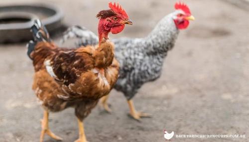 Hybrid Naked Neck and Brahma Live Chicken