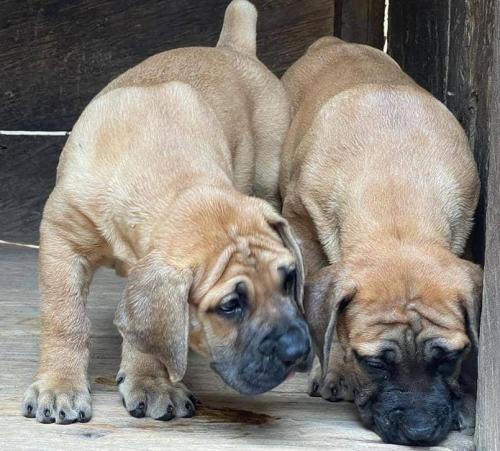 Well-mannered Puppies