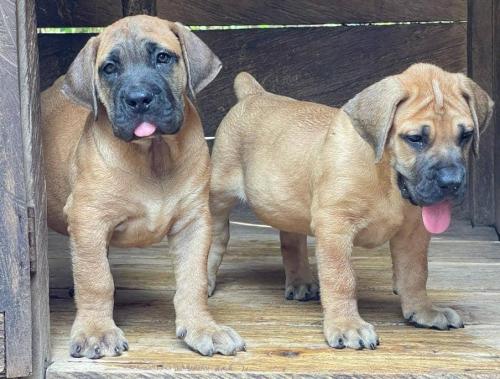 Well-mannered Puppies